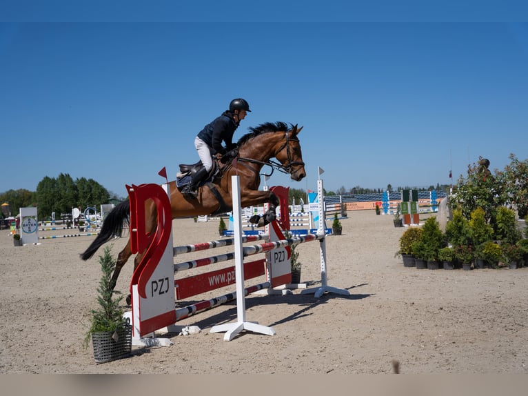 AES Merrie 6 Jaar 175 cm Roodbruin in Wrocław