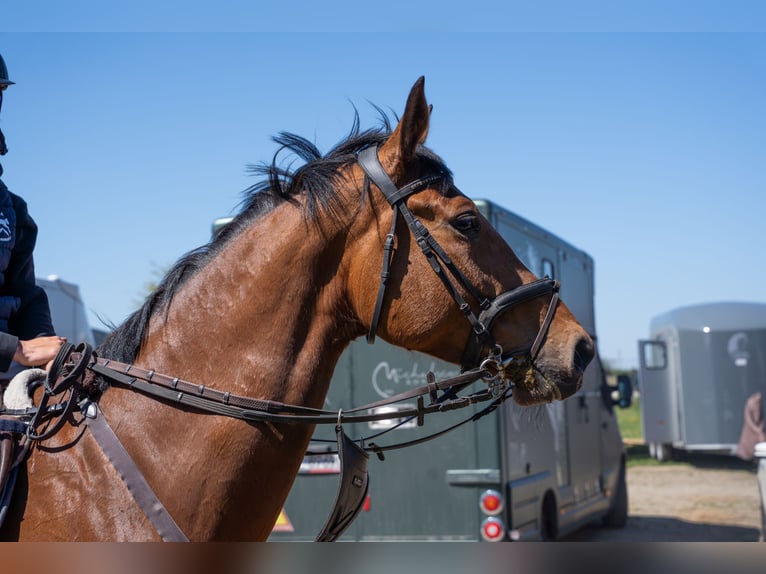 AES Merrie 6 Jaar 175 cm Roodbruin in Wrocław