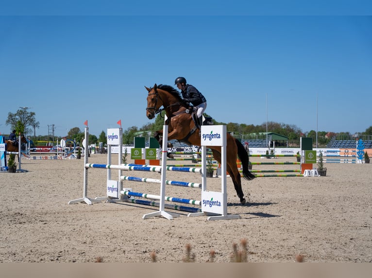 AES Merrie 6 Jaar 177 cm Roodbruin in Wojnarowice