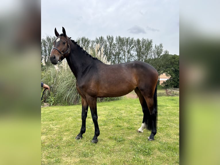 AES Merrie 6 Jaar Roodbruin in Gloucestershire