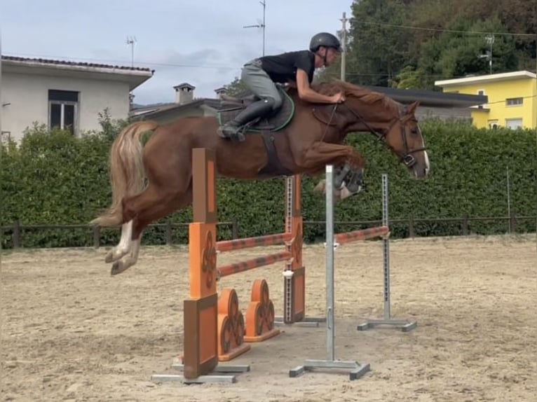 AES Merrie 6 Jaar Vos in Udine