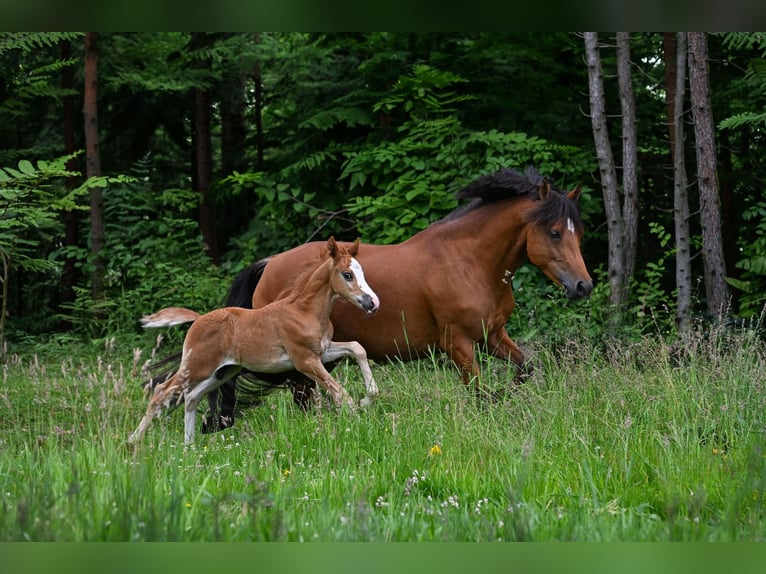 AES Merrie 7 Jaar 145 cm Bruin in Vaassen