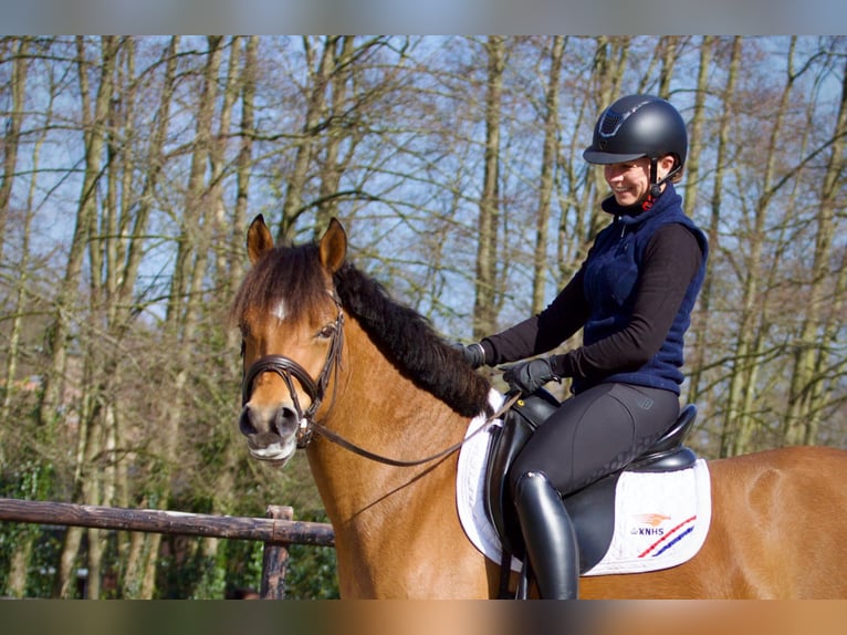 AES Merrie 7 Jaar 145 cm Bruin in Vaassen