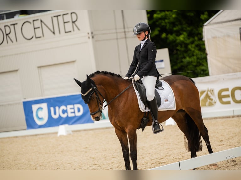 AES Merrie 7 Jaar 148 cm Bruin in Brno
