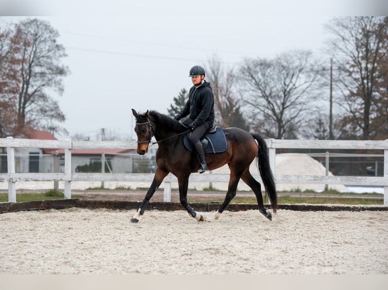 AES Merrie 7 Jaar 160 cm Donkerbruin in Szynkielów