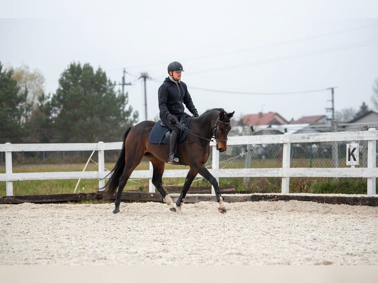 AES Merrie 7 Jaar 160 cm Donkerbruin in Szynkielów