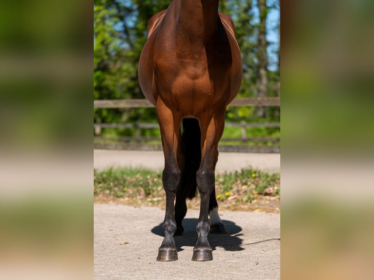 AES Merrie 7 Jaar 161 cm Bruin in Grote-Brogel