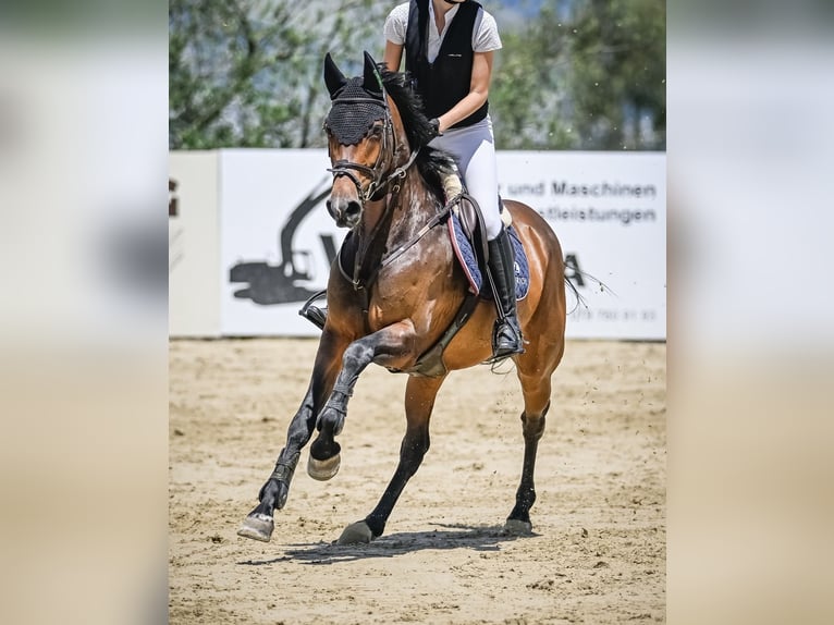 AES Merrie 7 Jaar 163 cm Bruin in Gossau SG 2