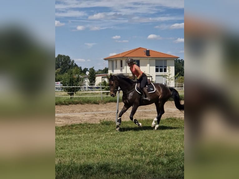 AES Merrie 7 Jaar 163 cm Donkerbruin in Darmstadt