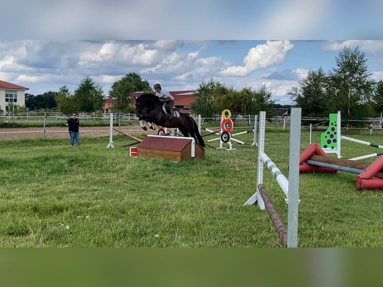 AES Merrie 7 Jaar 163 cm Donkerbruin in Darmstadt