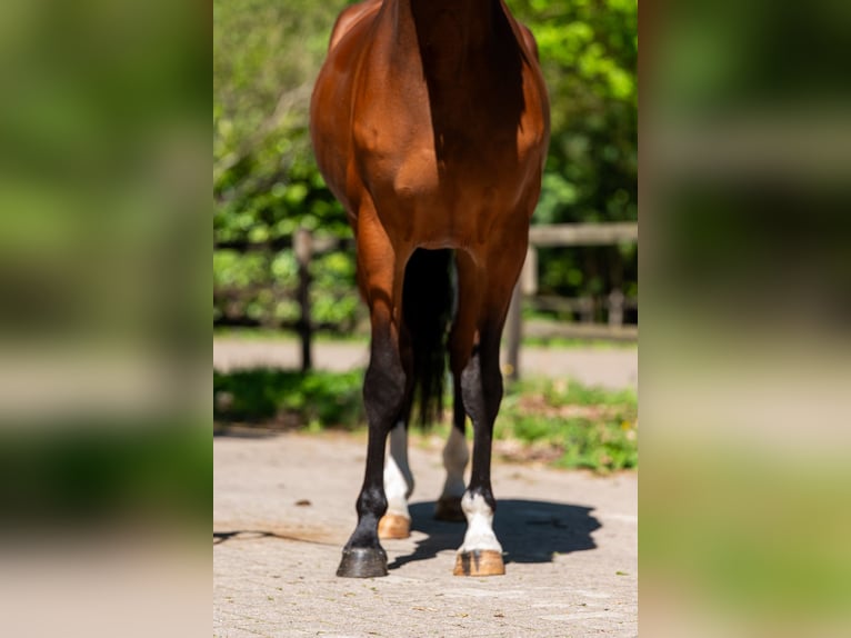AES Merrie 7 Jaar 165 cm Bruin in Grote-Brogel