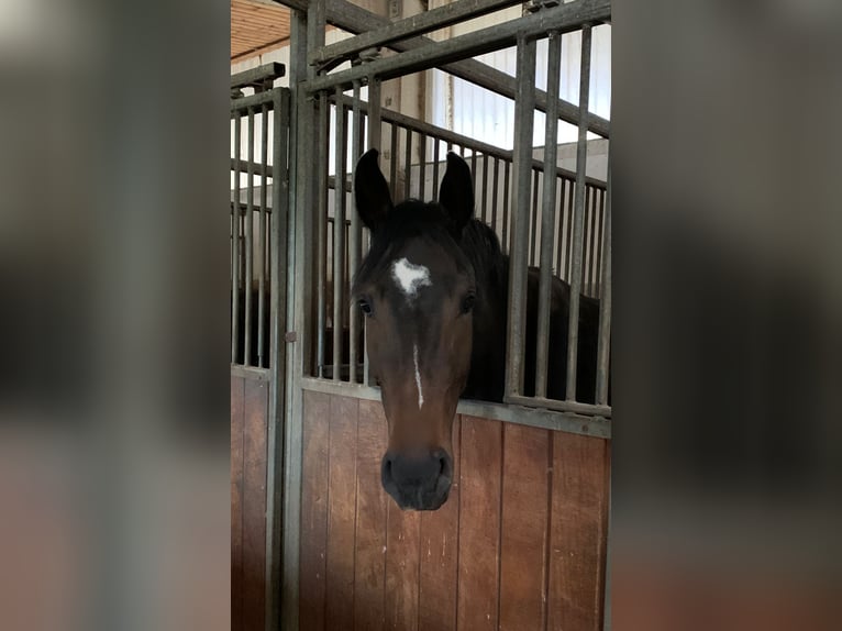 AES Merrie 7 Jaar 165 cm Donkerbruin in Herzberg (Elster)