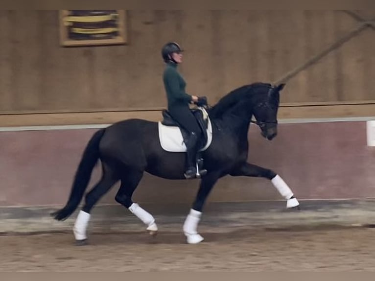 AES Merrie 7 Jaar 168 cm Donkerbruin in Bretten