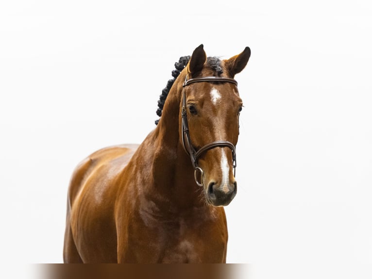 AES Merrie 7 Jaar 169 cm Bruin in Waddinxveen