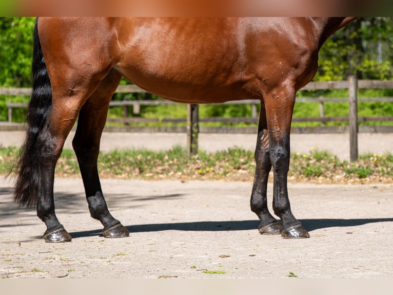 AES Merrie 7 Jaar 172 cm Bruin in Grote-Brogel