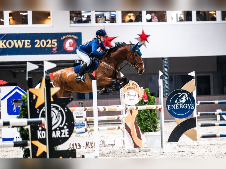 AES Merrie 7 Jaar 173 cm Bruin in Jakubów
