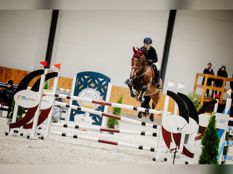 AES Merrie 7 Jaar 173 cm Bruin in Jakubów