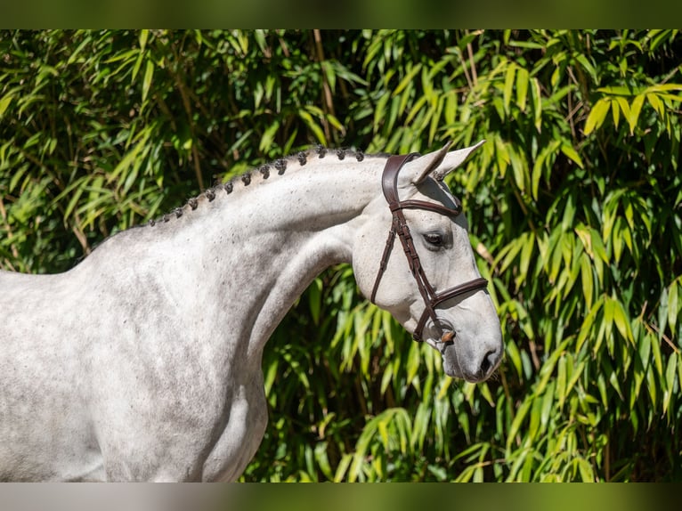 AES Merrie 7 Jaar 173 cm Schimmel in Grote-Brogel