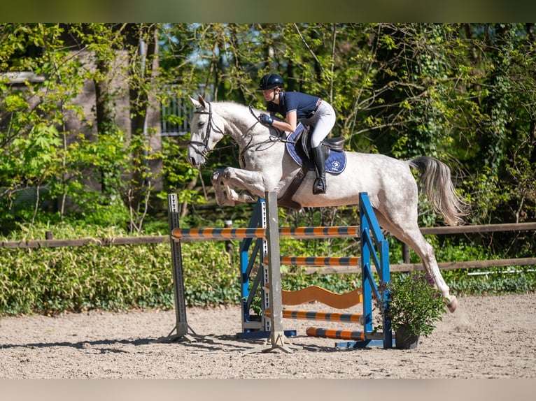 AES Merrie 7 Jaar 173 cm Schimmel in Grote-Brogel