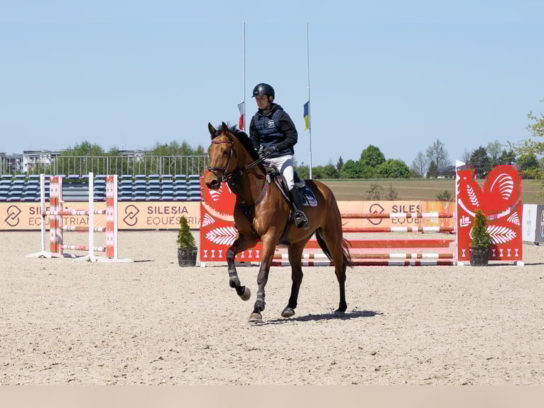 AES Merrie 7 Jaar 177 cm Roodbruin in Wojnarowice