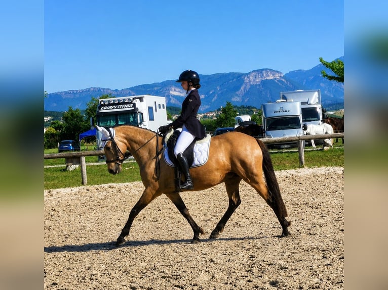 AES Merrie 8 Jaar 148 cm Falbe in Alpes de Haute Provence