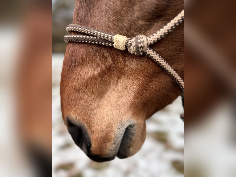 AES Merrie 8 Jaar 160 cm Bruin in Stadtlauringen