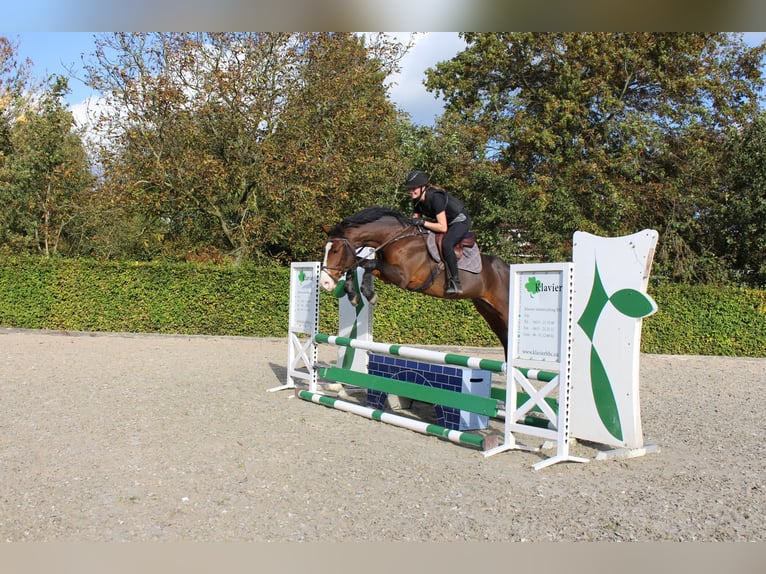 AES Merrie 8 Jaar 162 cm Bruin in Dussen
