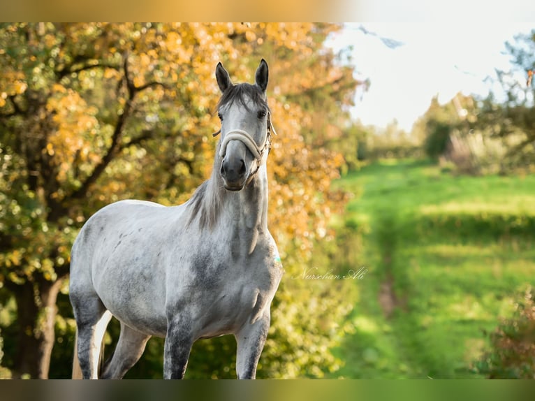 AES Merrie 8 Jaar 165 cm Schimmel in Sulzbach an der Murr