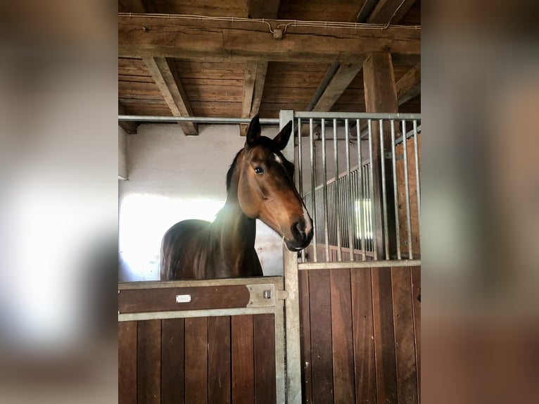 AES Merrie 8 Jaar 167 cm Bruin in Lienen