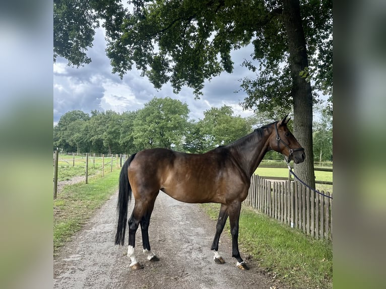 AES Merrie 8 Jaar 167 cm Bruin in Lienen