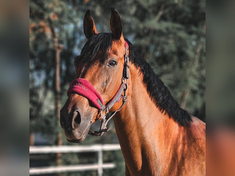 AES Merrie 8 Jaar 167 cm Roodbruin in Berceni