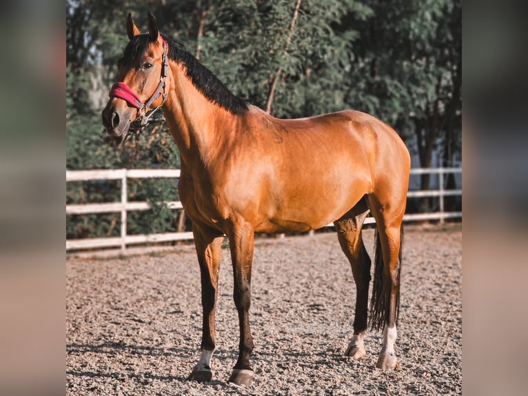 AES Merrie 8 Jaar 167 cm Roodbruin in Berceni