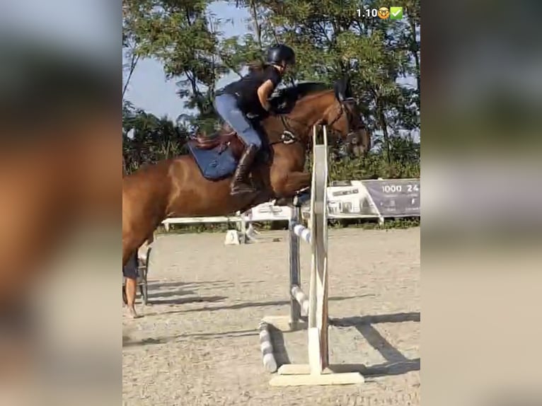 AES Merrie 8 Jaar 167 cm Roodbruin in Berceni