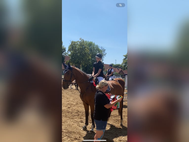AES Merrie 8 Jaar 172 cm Bruin in FreystadtFreystadt
