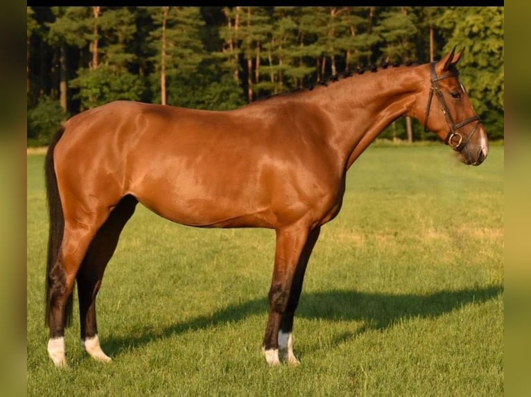 AES Merrie 8 Jaar 172 cm Bruin in FreystadtFreystadt