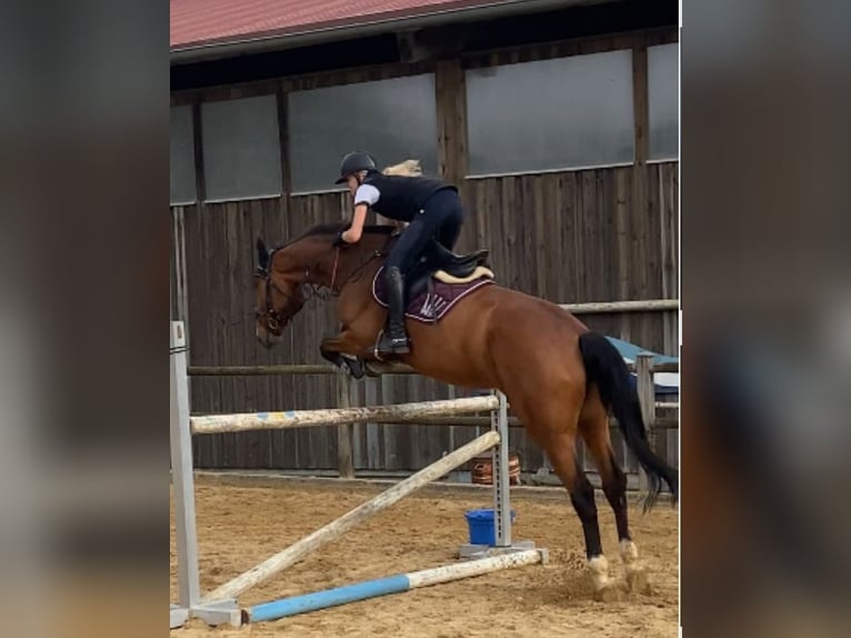 AES Merrie 8 Jaar 172 cm Bruin in FreystadtFreystadt