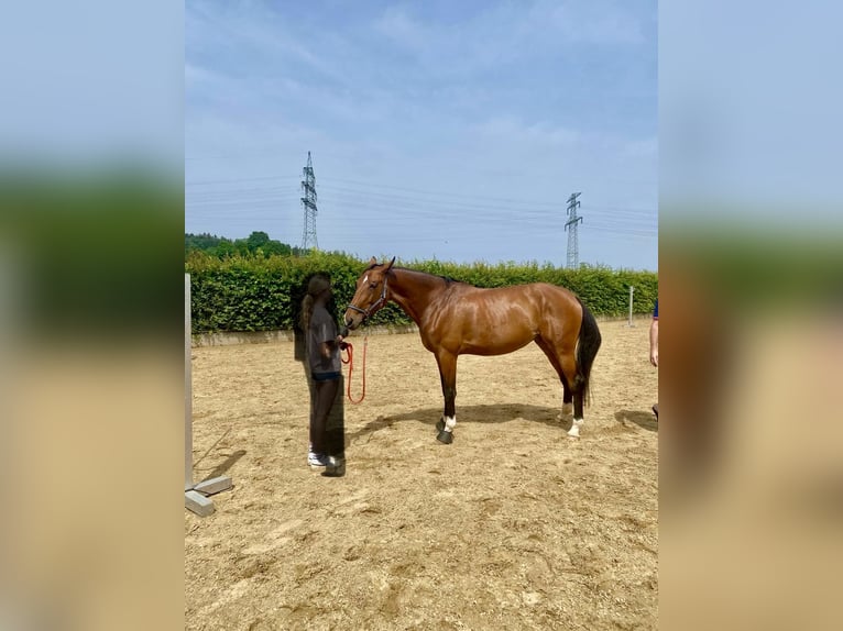 AES Merrie 8 Jaar 172 cm Bruin in FreystadtFreystadt