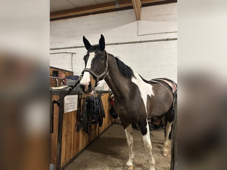 AES Merrie 8 Jaar 172 cm Gevlekt-paard in Warszawa