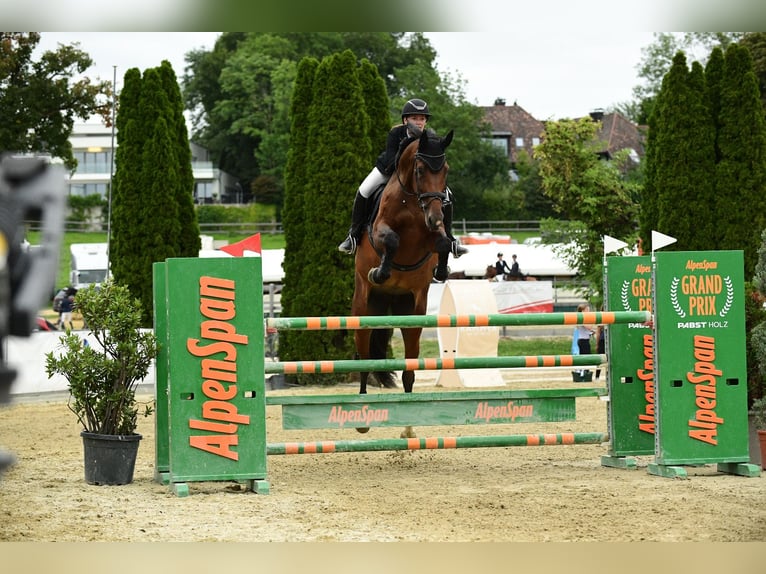 AES Merrie 8 Jaar 175 cm Bruin in Preding