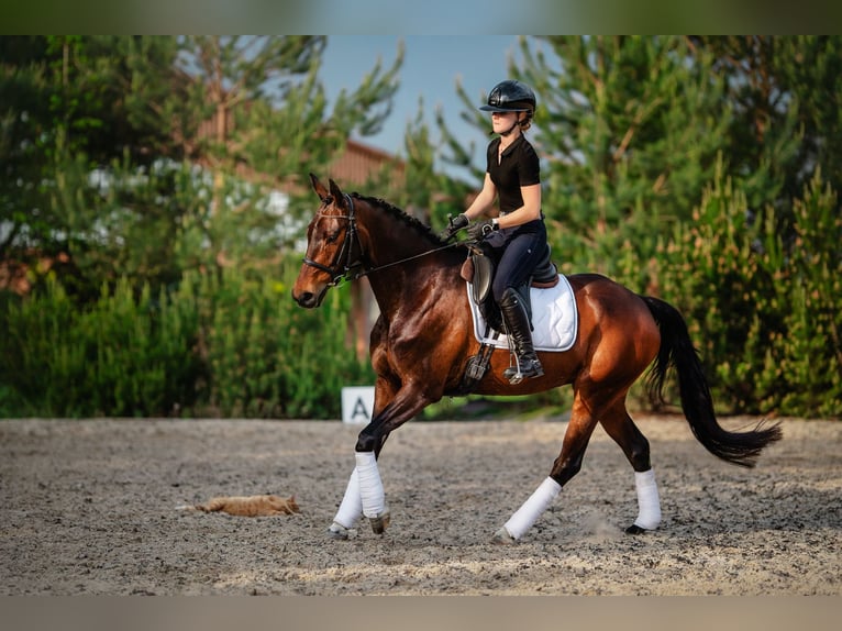 AES Merrie 9 Jaar 160 cm Bruin in Zwierzyniec Pierwszy