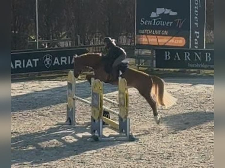 AES Merrie 9 Jaar 166 cm Vos in Grote Brogel