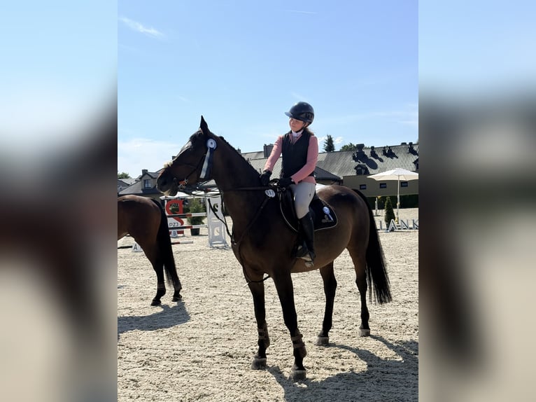AES Merrie 9 Jaar 170 cm Roodbruin in Kraków