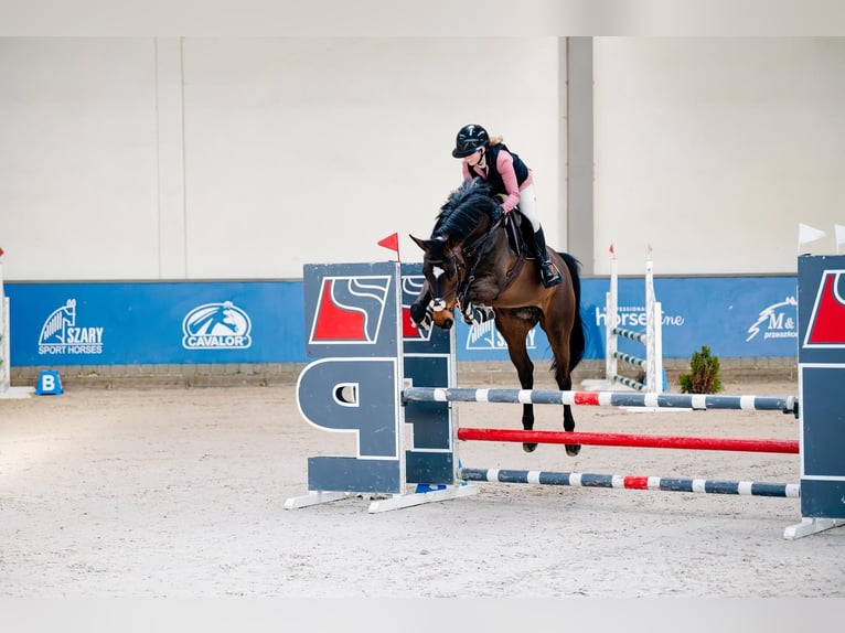 AES Merrie 9 Jaar 170 cm Roodbruin in Kraków
