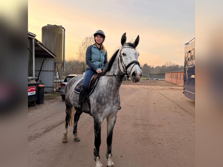 AES Merrie 9 Jaar 170 cm Schimmel in Enschede
