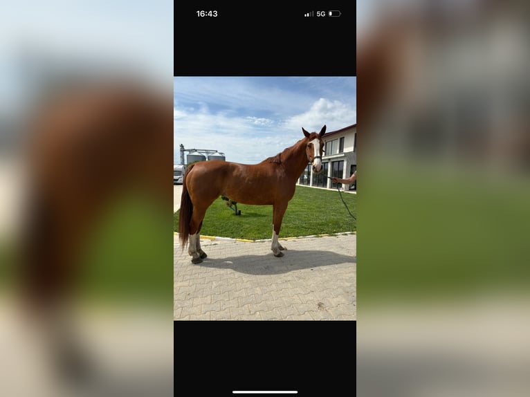 AES Merrie 9 Jaar 173 cm Donkere-vos in Pleven