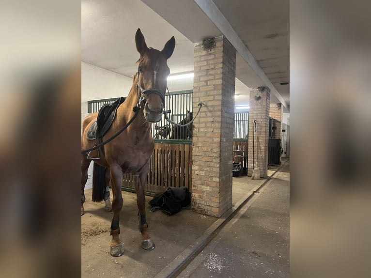 AES Merrie 9 Jaar 180 cm Donkere-vos in Murska Sobota