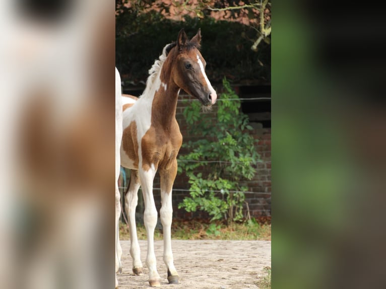 AES Merrie Veulen (05/2025) 160 cm Gevlekt-paard in Westrozebeke