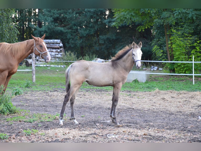 AES Merrie veulen (01/2024) 167 cm Buckskin in Trzciel