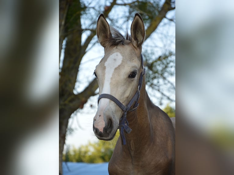 AES Merrie veulen (01/2024) 167 cm Buckskin in Trzciel