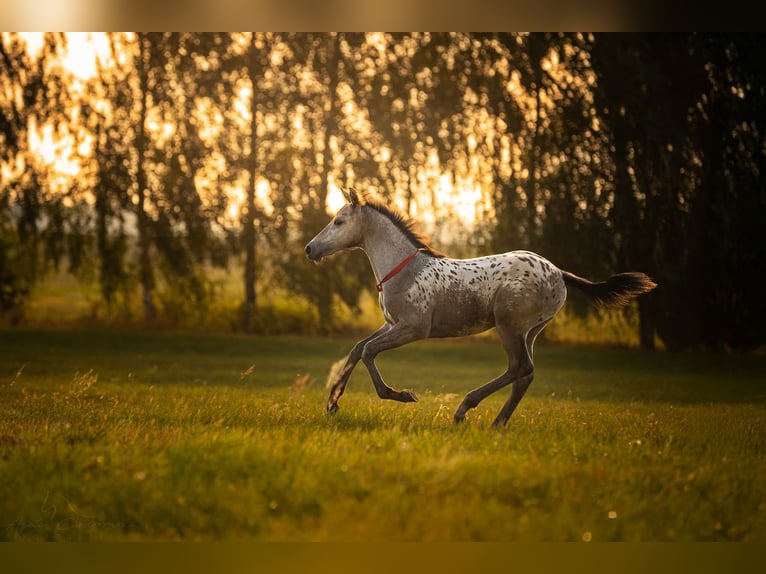 AES Merrie Veulen (06/2025) 170 cm Appaloosa in siedliska